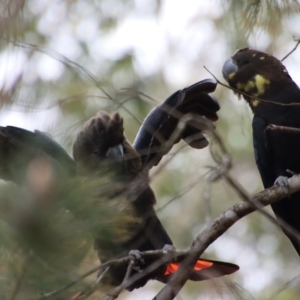 Calyptorhynchus lathami lathami at Moruya, NSW - 11 Mar 2023