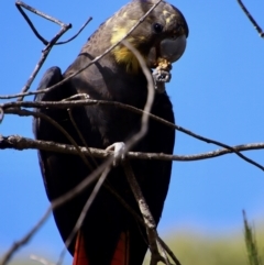 Calyptorhynchus lathami lathami at Moruya, NSW - suppressed