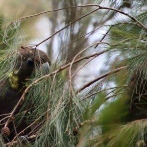 Calyptorhynchus lathami lathami at Moruya, NSW - suppressed