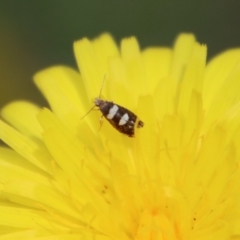 Glyphipterix chrysoplanetis (A Sedge Moth) at QPRC LGA - 10 Mar 2023 by LisaH