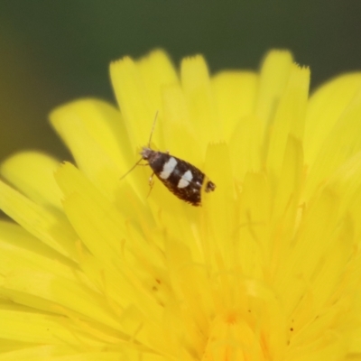 Glyphipterix chrysoplanetis (A Sedge Moth) at QPRC LGA - 10 Mar 2023 by LisaH