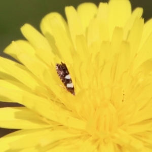 Glyphipterix chrysoplanetis at Mongarlowe, NSW - suppressed