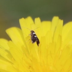 Glyphipterix chrysoplanetis at Mongarlowe, NSW - 10 Mar 2023