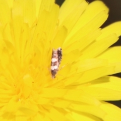 Glyphipterix chrysoplanetis at Mongarlowe, NSW - 10 Mar 2023