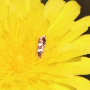 Glyphipterix chrysoplanetis at Mongarlowe, NSW - 10 Mar 2023