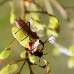 Gminatus australis (Orange assassin bug) at Mongarlowe, NSW - 10 Mar 2023 by LisaH