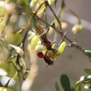 Gminatus australis at Mongarlowe, NSW - suppressed