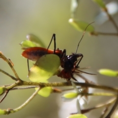 Gminatus australis at Mongarlowe, NSW - suppressed