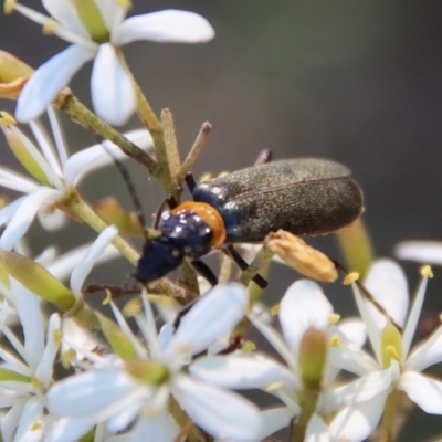 Chauliognathus lugubris (Plague Soldier Beetle) at Mongarlowe River - 10 Mar 2023 by LisaH