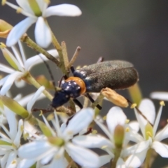 Chauliognathus lugubris (Plague Soldier Beetle) at Mongarlowe, NSW - 10 Mar 2023 by LisaH