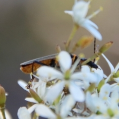 Chauliognathus lugubris at Mongarlowe, NSW - suppressed