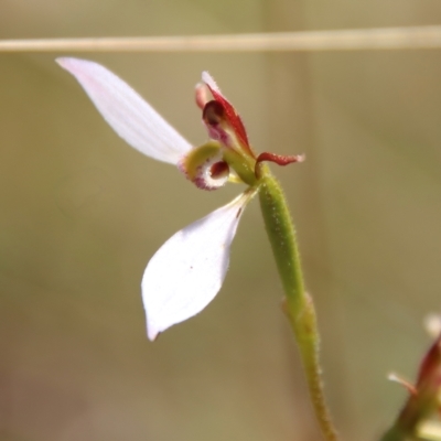 Eriochilus cucullatus (Parson's Bands) at Mongarlowe River - 10 Mar 2023 by LisaH