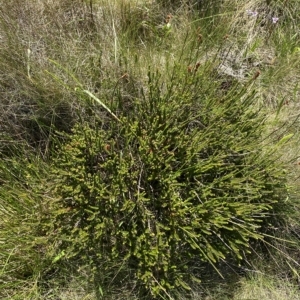 Epacris microphylla at Cotter River, ACT - 19 Feb 2023 03:17 PM