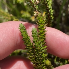 Epacris microphylla at Cotter River, ACT - 19 Feb 2023