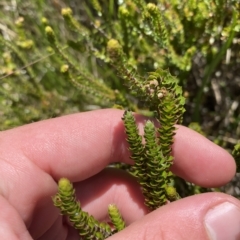 Epacris microphylla at Cotter River, ACT - 19 Feb 2023