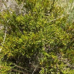 Epacris microphylla at Cotter River, ACT - 19 Feb 2023 03:17 PM