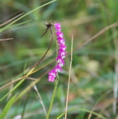 Spiranthes australis (Austral Ladies Tresses) at Mongarlowe, NSW - 10 Mar 2023 by LisaH