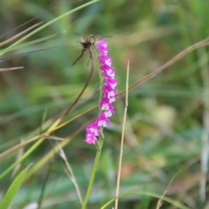 Spiranthes australis at Mongarlowe, NSW - 10 Mar 2023