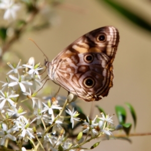 Geitoneura acantha at Mongarlowe, NSW - 10 Mar 2023