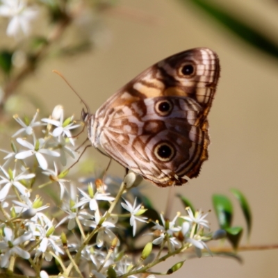 Geitoneura acantha (Ringed Xenica) at Mongarlowe, NSW - 10 Mar 2023 by LisaH