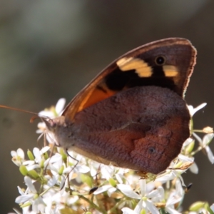 Heteronympha merope at Mongarlowe, NSW - suppressed