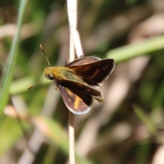 Taractrocera papyria (White-banded Grass-dart) at QPRC LGA - 10 Mar 2023 by LisaH