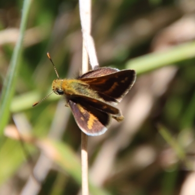 Taractrocera papyria (White-banded Grass-dart) at QPRC LGA - 10 Mar 2023 by LisaH