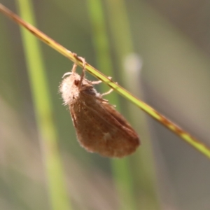 Fraus (genus) at Mongarlowe, NSW - suppressed