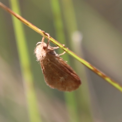 Fraus (genus) (A swift or ghost moth) at Mongarlowe River - 10 Mar 2023 by LisaH