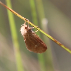 Fraus (genus) (A swift or ghost moth) at Mongarlowe, NSW - 10 Mar 2023 by LisaH