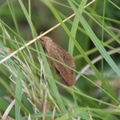 Fraus (genus) at Mongarlowe, NSW - suppressed