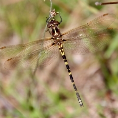 Synthemis eustalacta (Swamp Tigertail) at Mongarlowe, NSW - 10 Mar 2023 by LisaH