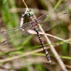 Adversaeschna brevistyla (Blue-spotted Hawker) at Mongarlowe, NSW - 10 Mar 2023 by LisaH