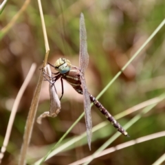 Adversaeschna brevistyla at Mongarlowe, NSW - 10 Mar 2023