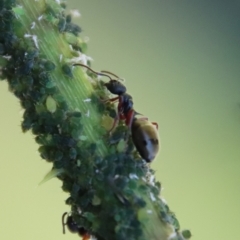 Dolichoderus scabridus (Dolly ant) at Mongarlowe, NSW - 10 Mar 2023 by LisaH