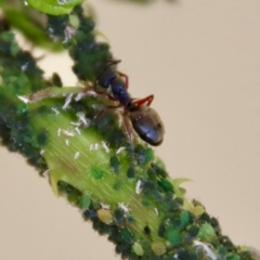 Dolichoderus scabridus at Mongarlowe, NSW - 10 Mar 2023