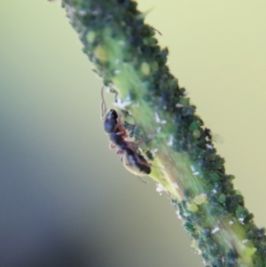 Dolichoderus scabridus at Mongarlowe, NSW - suppressed