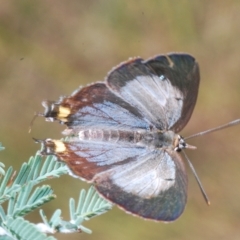 Jalmenus evagoras (Imperial Hairstreak) at Paddys River, ACT - 10 Mar 2023 by Harrisi