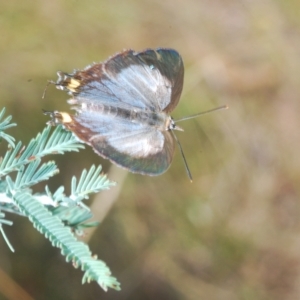 Jalmenus evagoras at Paddys River, ACT - 10 Mar 2023