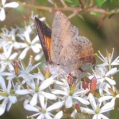 Paralucia aurifera (Bright Copper) at Paddys River, ACT - 10 Mar 2023 by Harrisi