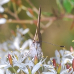 Paralucia aurifera at Paddys River, ACT - 10 Mar 2023