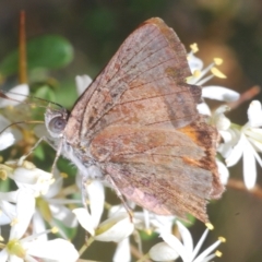 Paralucia aurifera (Bright Copper) at Paddys River, ACT - 10 Mar 2023 by Harrisi