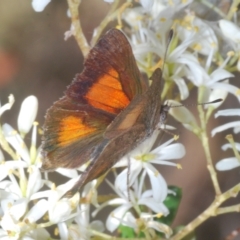 Paralucia aurifera at Paddys River, ACT - 10 Mar 2023