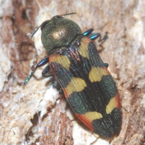 Castiarina sexplagiata at Paddys River, ACT - 10 Mar 2023 04:50 PM