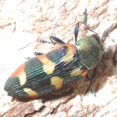 Castiarina sexplagiata at Paddys River, ACT - 10 Mar 2023 04:50 PM