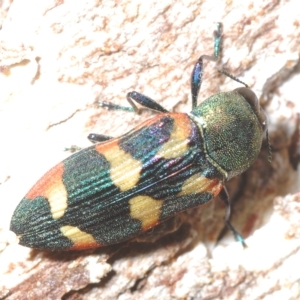 Castiarina sexplagiata at Paddys River, ACT - 10 Mar 2023