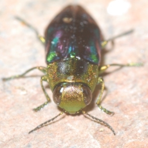 Melobasis purpurascens at Tinderry, NSW - 23 Feb 2023