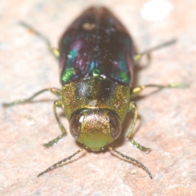 Melobasis purpurascens (A jewel beetle) at Tinderry, NSW - 23 Feb 2023 by Harrisi