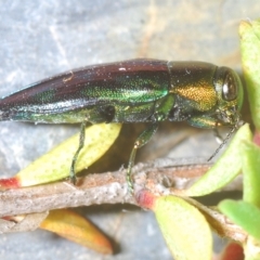 Melobasis purpurascens at Tinderry, NSW - 23 Feb 2023