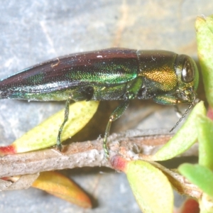 Melobasis purpurascens at Tinderry, NSW - 23 Feb 2023